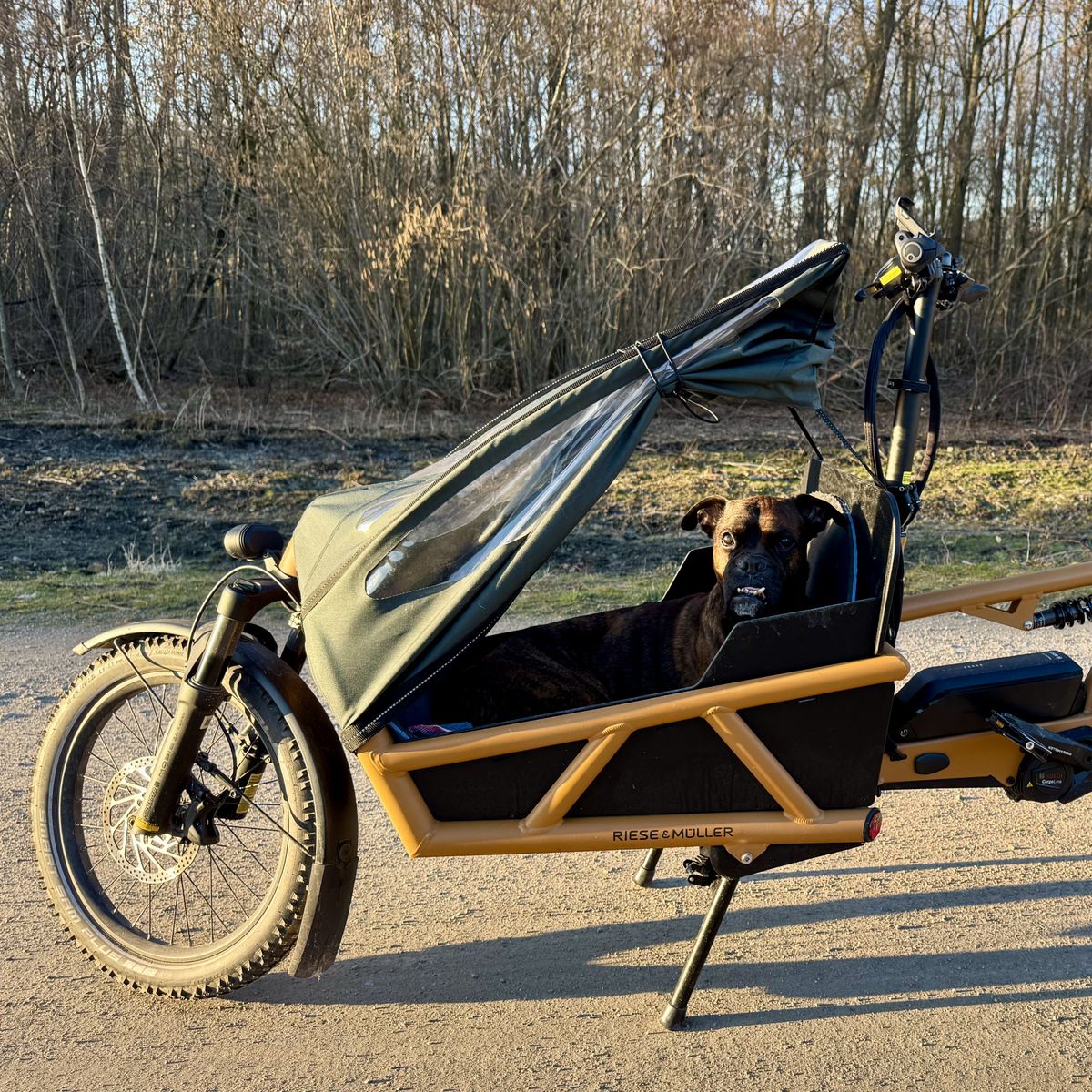 Cargo bike with dog enjoying the ride